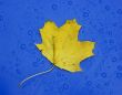 autumn leaf over blue metalic surface