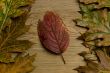 autumn leaf over old board