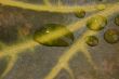 Water drop on autumn leaf