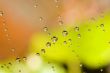 Water drops on spider web