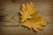 autumn leaf over old board