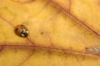 Ladybug on orange autumn leaf
