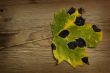 autumn leaf over old board