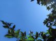 Ficus