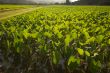 Hanalei Valley and Taro Fields