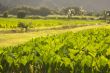 Hanalei Valley and Taro Fields