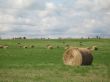 bales of hay in a field