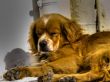 stray dog
