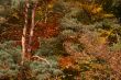 Beautiful mixed forest in autumn