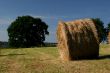 Haybale in front of oak