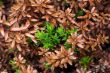 Leaves and runaways crowberry