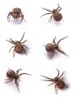 brown spiders