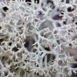 Iceland (reindeer) moss