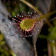 Sundew