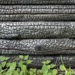 Black charred wall