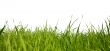 Green grass
