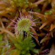 Sundew
