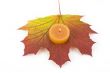 autumn maple leaf