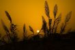 Orange sunset and black plant silhouettes