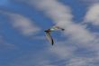 Seagull in the flight