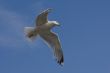 Seagull in the flight