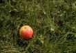 Red apple in grass
