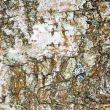 Surface of Bark of a birch