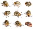 Colorado beetles