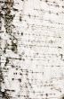 Bark of a birch