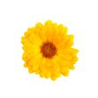 Calendula on a white background