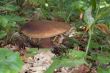 Edible mushroom