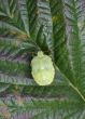 Green young bug