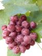Cluster of a grapes with drops of water