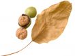 Fresh walnut with leaves