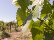 On a vineyard