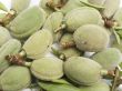 Crop of young unripe almonds nuts