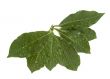 Laurel leaves