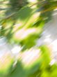 Abstract vegetative background from green leaves