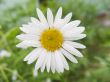 Camomile with drops of water