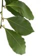 Laurel leaves