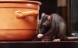 rat in kitchen