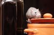 rat in kitchen