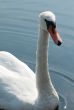 swan on a sunlight