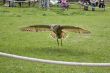 barn owl flying