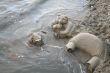 bear flood