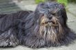 Dog with long hair