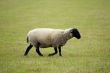 sheep on a meadow