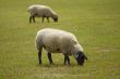 sheep on a meadow