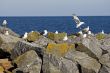 Seagull in the flight