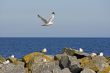 Seagull in the flight